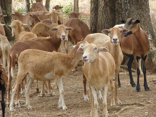 Carne de chivo por canal (Kg)